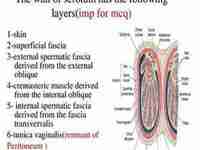 scrotum