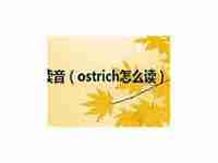 ostrich怎么读