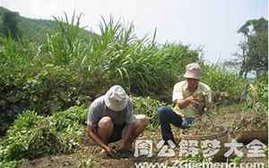 梦见给别人拔花生