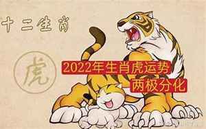 虎的2022运势生肖