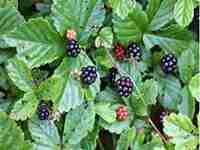 dewberry