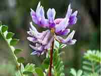 astragalus