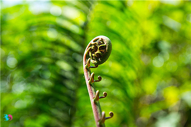 网上买了一株金毛狗蕨犯法吗(金毛狗蕨类植物多少钱一斤)