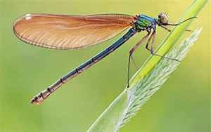 蓝蜻蜓(蓝蜻蜓的寓意和象征)