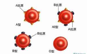 o型血的性格(o型血是什么性格)