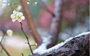 梅恋雪(梅恋雪怀念从前儿女传奇)